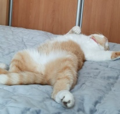 Галина Коротенко